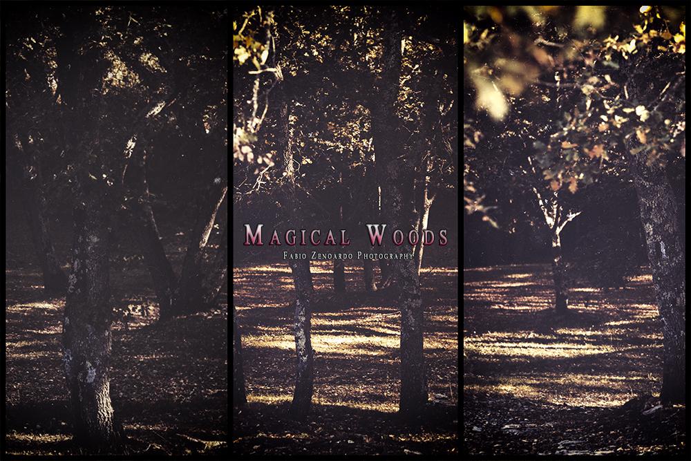 "Magical woods" di Fabio Zenoardo